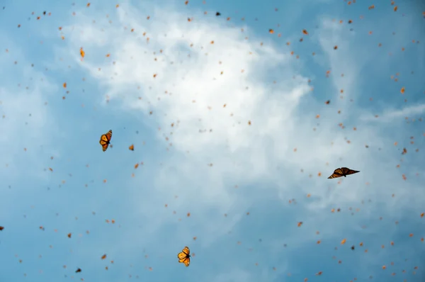 Monarch butterfly biosfery, michoacan, Meksyk — Zdjęcie stockowe