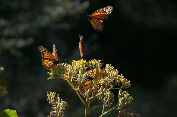 Reserva de la Biosfera Mariposa Monarca, Michoacán, México — Foto de Stock