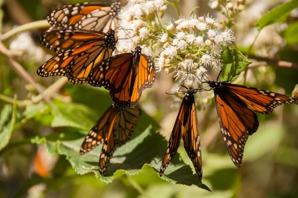 Riserva della biosfera della farfalla del monarca, Michoacan, Messico — Foto Stock