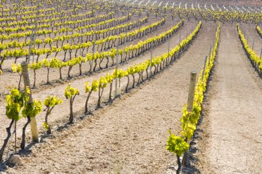 La Rioja (İspanya mahzeninde)
