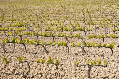 La Rioja (İspanya mahzeninde)