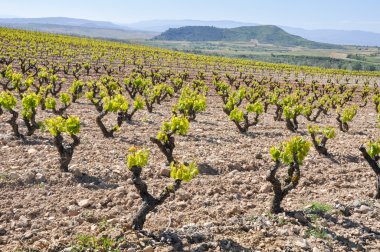 La Rioja (İspanya mahzeninde)