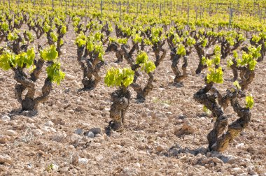 La Rioja (İspanya mahzeninde)