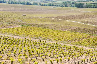 La Rioja (İspanya mahzeninde)
