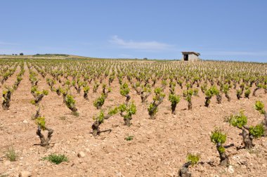 La Rioja (İspanya mahzeninde)