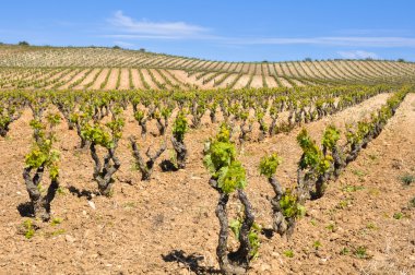 La Rioja (İspanya mahzeninde)