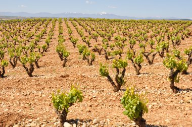 La Rioja (İspanya mahzeninde)