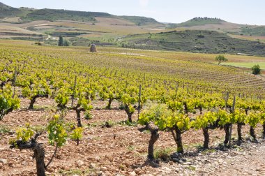 La Rioja (İspanya mahzeninde)