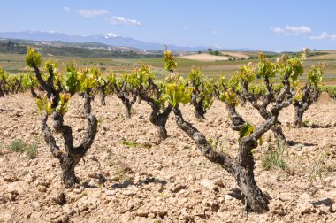 La Rioja (İspanya mahzeninde)