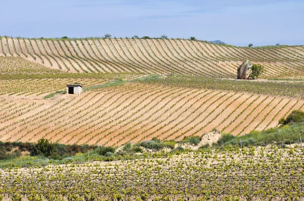 Winnica w La Rioja (Hiszpania) — Zdjęcie stockowe