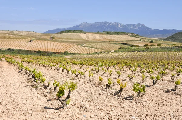 Vigneto a La Rioja (Spagna) ) — Foto Stock