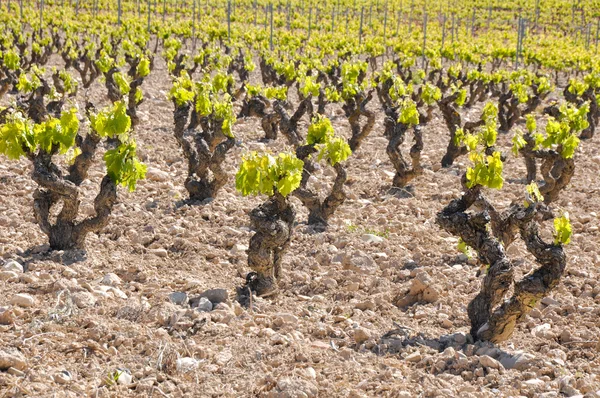 Αμπελώνα που βρίσκεται στη La Rioja (Ισπανία) — Φωτογραφία Αρχείου