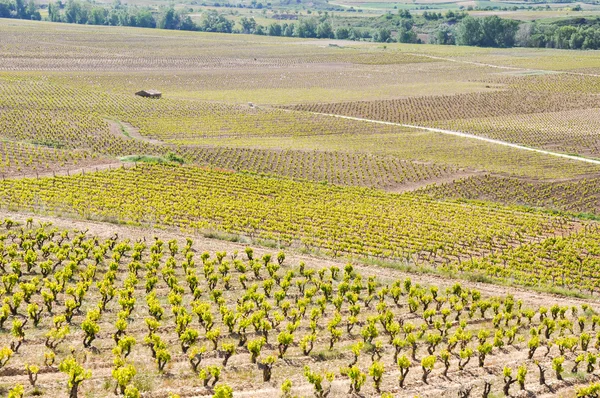 Vignoble à La Rioja (Espagne) ) — Photo