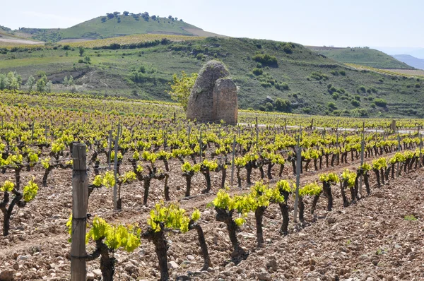 Vinhedo em La Rioja (Espanha ) — Fotografia de Stock