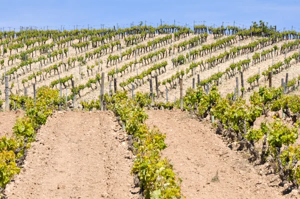 Vingård på La Rioja (Spanien) — Stockfoto