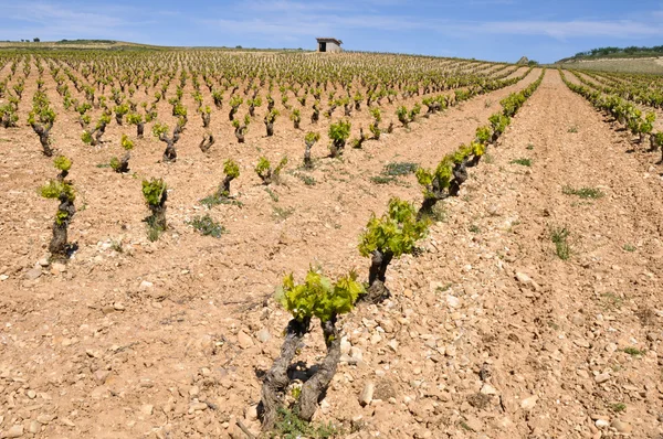 Wijngaard in La Rioja (Spanje) — Stockfoto