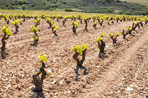 Vinhedo em La Rioja (Espanha ) — Fotografia de Stock