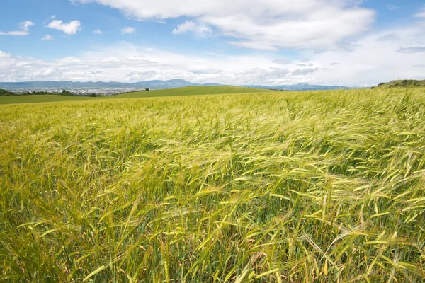 Paysage du champ d'orge au printemps — Photo