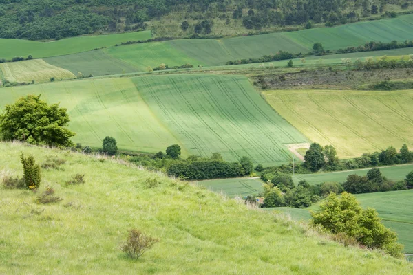 Landscape with different shades of green — Stock Photo, Image