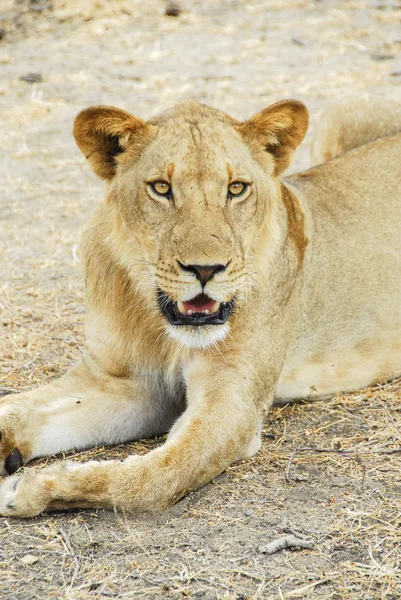 Löwin, selbstsüchtiges Wildreservat (Tansania)) — Stockfoto