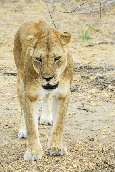 Lejoninna, selous game reserve (tanzania) — Stockfoto