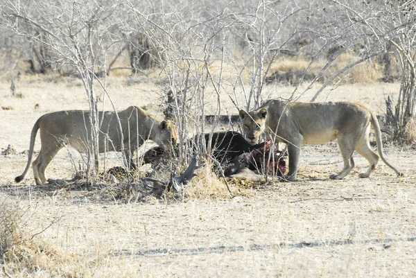 Leonesse che mangiano un bufalo, Nord Lwanga N.P. (Zambia ) — Foto Stock