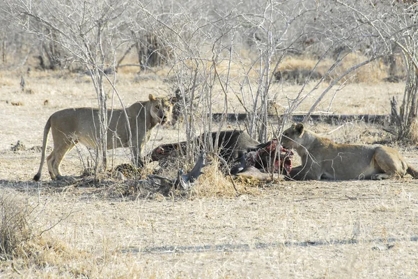 Львицы едят буйвола, Северная Луанга Н.П. (Замбия ) — стоковое фото