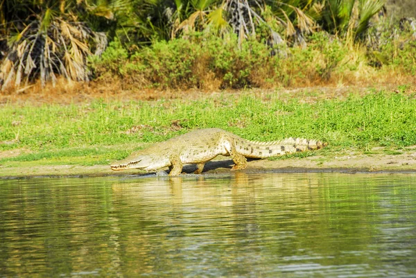 Крокодилы, заповедник Селус (Танзания) ) — стоковое фото