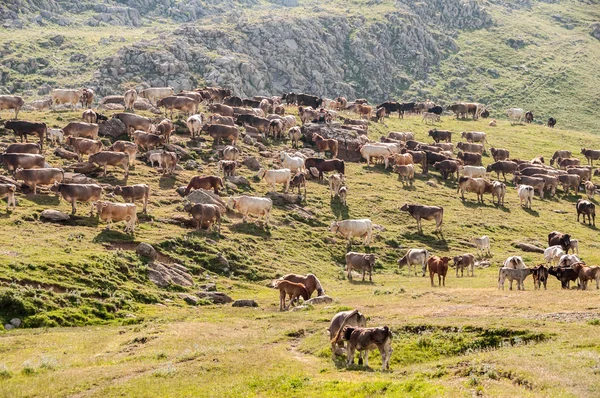 Cattle in a meadow of Pyrenees, Huesca, Spain — Stock Photo, Image