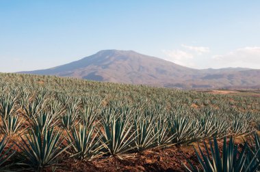 campi agave tequila, jalisco (Messico)