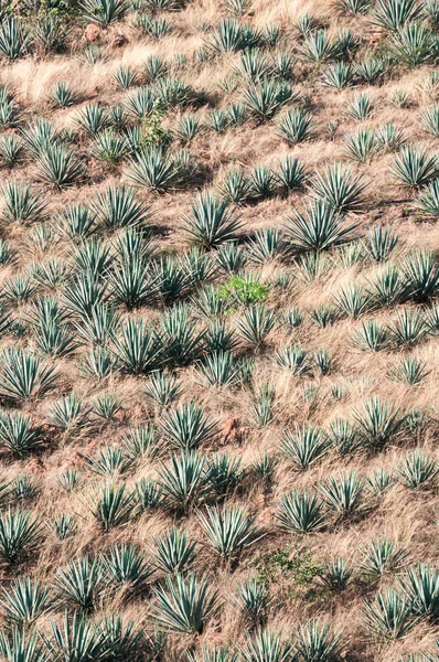 Agave χωράφια σε τεκίλα, jalisco (Μεξικό) — Φωτογραφία Αρχείου