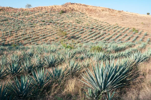 Agave χωράφια σε τεκίλα, jalisco (Μεξικό) — Φωτογραφία Αρχείου