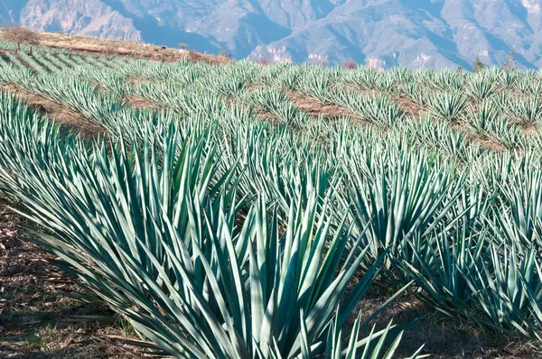 Champs d'agave en Tequila, Jalisco (le Mexique) ) — Photo