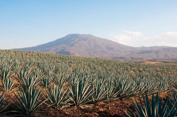 Champs d'agave en Tequila, Jalisco (le Mexique) ) — Photo