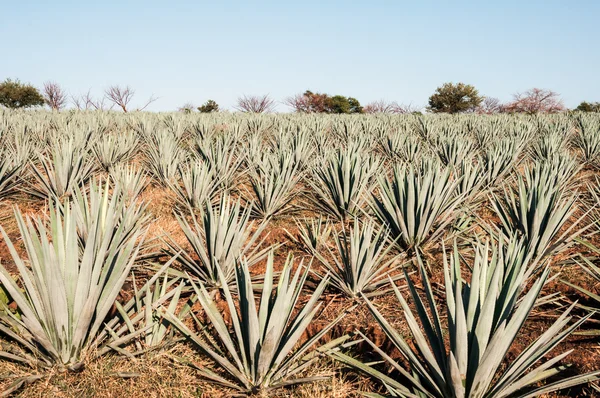 Agave mező tequila, jalisco (Mexikó) — Stock Fotó