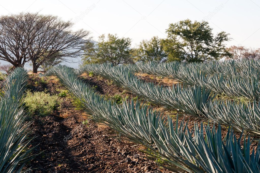 Agave fields in Tequila, Jalisco (Mexico)