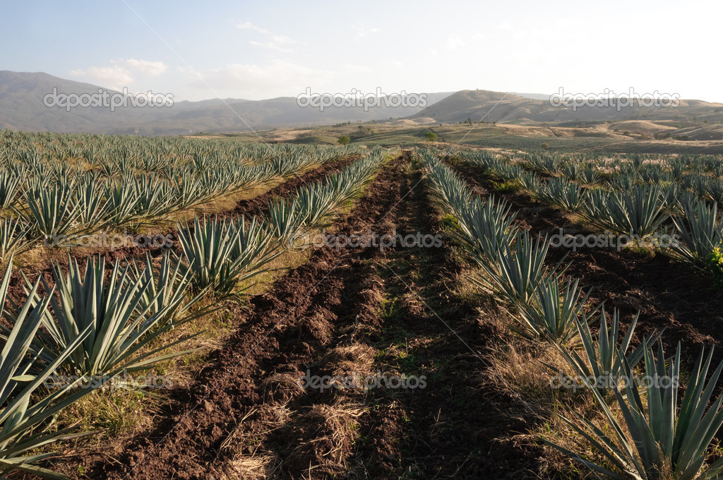 Agave field in Tequila, Jalisco (Mexico)