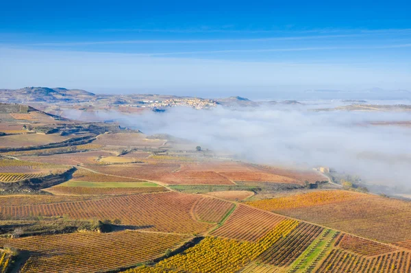 Weinberge im Herbst mit Morgennebel, la rioja (Spanien)) — Stockfoto