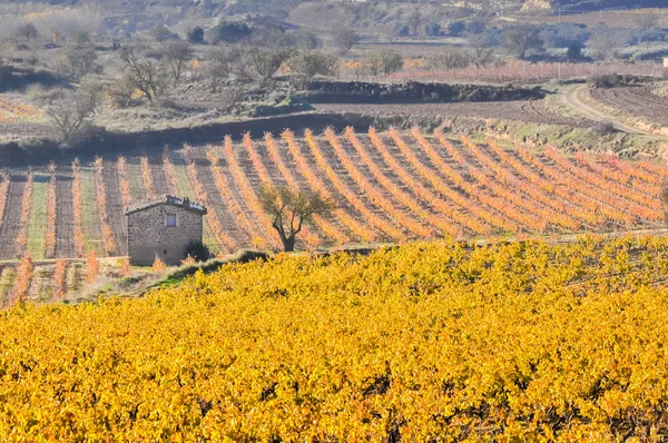 Wijngaarden in de herfst, la rioja (Spanje) — Stockfoto