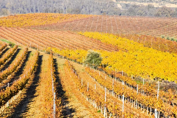 Sonbahar, la rioja (İspanya üzüm bağları) — Stok fotoğraf