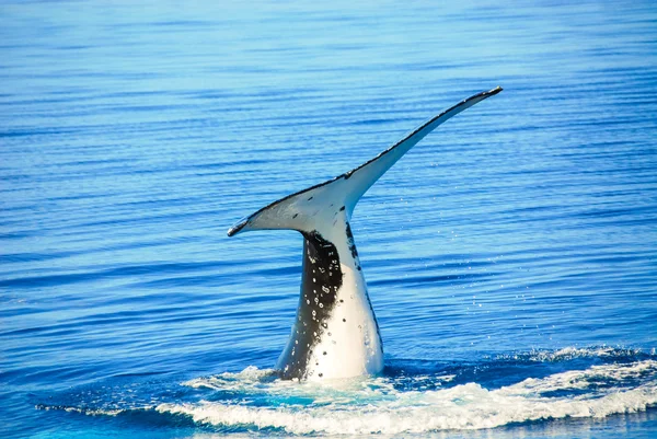 Baleia jubarte em Hervey Bay, Queensland (Austrália ) — Fotografia de Stock