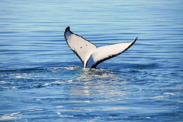 Ballena jorobada en Hervey bay, Queensland (Australia ) — Foto de Stock