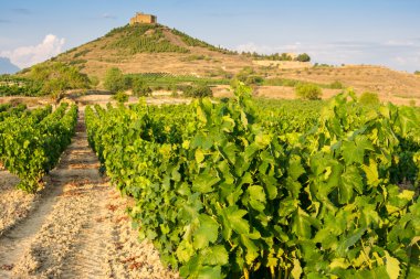 üzüm bağları ve davalillo Kalesi, la rioja (İspanya)