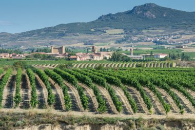 bağ, arka plan, la rioja olarak sajazarra