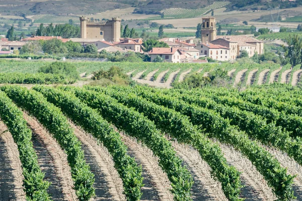 Vinhedo, Sajazarra como fundo, La Rioja — Fotografia de Stock