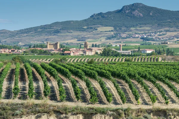 Viñedo, Sajazarra como fondo, La Rioja — Foto de Stock
