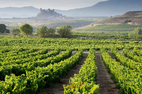 Viñedo, San Vicente de la Sonsierra como fondo, La Rioja Fotos De Stock