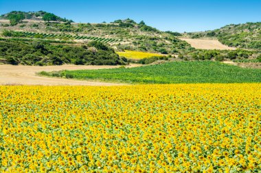 Akdeniz manzarası, la rioja (İspanya)