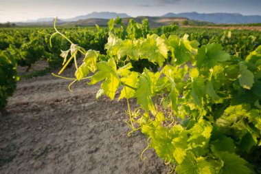 La Rioja (İspanya mahzeninde)