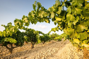 Vineyard at La Rioja (Spain) clipart
